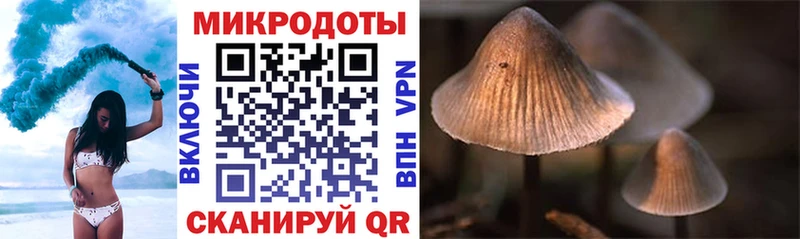 Купить  Пролетарск  Галлюциногенные грибы Cubensis 